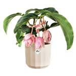 facet round 14cm almond pink